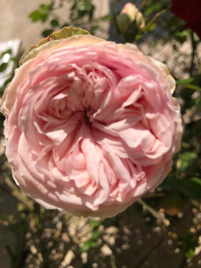Le Chai De La Rose Spa Et Seances Bien Etre Дуэ-ла-Фонтен Экстерьер фото